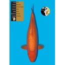 Maruhiro High Quality Ginrin Red Karashi 62cm FEMALE geb....