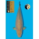 Maruhiro High Quality Chagoi super Body 67cm FEMALE geb....