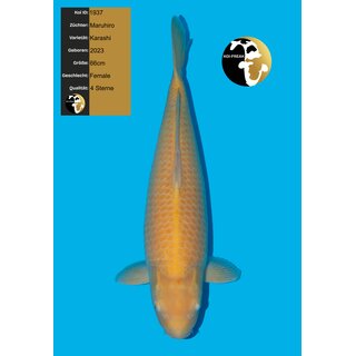 Maruhiro High Quality Karashi super Body 66cm FEMALE geb....