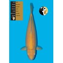 Maruhiro High Quality Karashi super Body 66cm FEMALE geb....