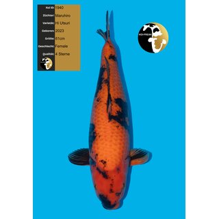 Maruhiro High Quality Hi Utsuri super Body 61cm FEMALE...