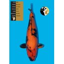 Maruhiro High Quality Hi Utsuri super Body 61cm FEMALE...