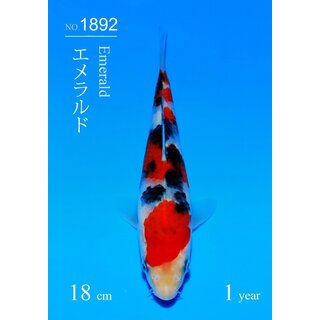 Sakai SFF AZUKARI VHQ / Tategoi Sanke Tosai 18cm geb....