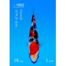 Sakai SFF AZUKARI VHQ / Tategoi Sanke Tosai 18cm geb....