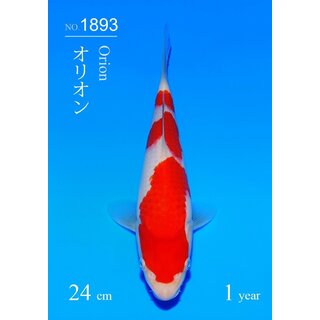 Sakai SFF AZUKARI VHQ / Tategoi Kohaku Tosai 24cm geb....