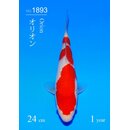 Sakai SFF AZUKARI VHQ / Tategoi Kohaku Tosai 24cm geb....