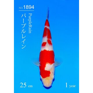 Sakai SFF AZUKARI VHQ / Tategoi Kohaku Tosai 25cm geb....