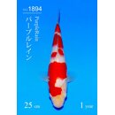 Sakai SFF AZUKARI VHQ / Tategoi Kohaku Tosai 25cm geb....