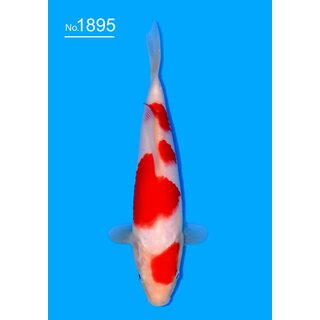 Sakai SFF VHQ / Tategoi Kohaku Tosai ca. 22cm geb. 2025 /...