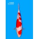 Sakai SFF VHQ / Tategoi Kohaku Tosai ca. 22cm geb. 2025 /...