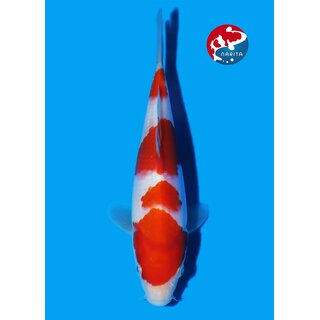 Matsue - Narita VHQ Showclass Kohaku 29cm Narita Koi Cup...
