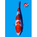 Matsue - Narita VHQ Showclass Kohaku 29cm Narita Koi Cup...