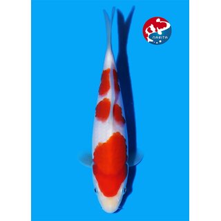 Matsue - Narita VHQ 2x Showgewinner Kohaku 30cm Narita...