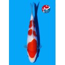 Matsue - Narita VHQ 2x Showgewinner Kohaku 30cm Narita...