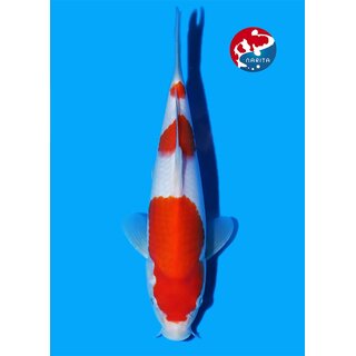 Matsue - Narita VHQ Showclass Kohaku 33cm Narita Koi Cup...