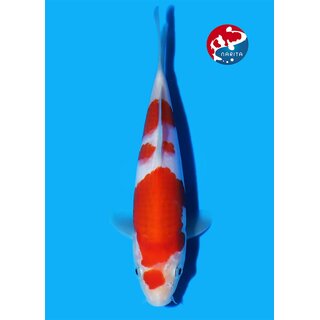 Matsue - Narita VHQ Showclass Kohaku 27cm Narita Koi Cup...