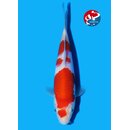 Matsue - Narita VHQ Showclass Kohaku 27cm Narita Koi Cup...