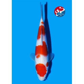Matsue - Narita VHQ Showclass Kohaku 30cm Narita Koi Cup...