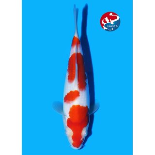 Matsue - Narita VHQ Showclass Kohaku 31cm Narita Koi Cup...