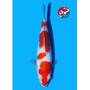 Matsue - Narita VHQ Showclass Kohaku 31cm Narita Koi Cup...