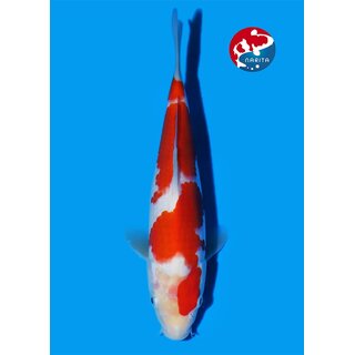 Matsue - Narita VHQ Showclass Kohaku 30cm Narita Koi Cup...