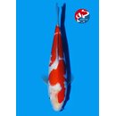 Matsue - Narita VHQ Showclass Kohaku 30cm Narita Koi Cup...