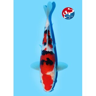 Beppu - Narita VHQ Showgewinner Sanke 28cm Narita Koi Cup...