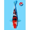 Beppu - Narita VHQ Showgewinner Sanke 28cm Narita Koi Cup...