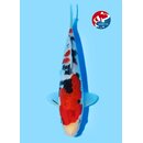 Beppu - Narita VHQ Showclass Sanke 30cm Narita Koi Cup...