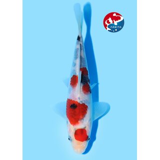 Beppu - Narita VHQ Showclass Sanke 23cm Narita Koi Cup...