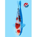 Beppu - Narita VHQ Showclass Sanke 23cm Narita Koi Cup...