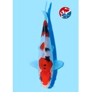 Beppu - Narita VHQ Showclass Sanke 25cm Narita Koi Cup...