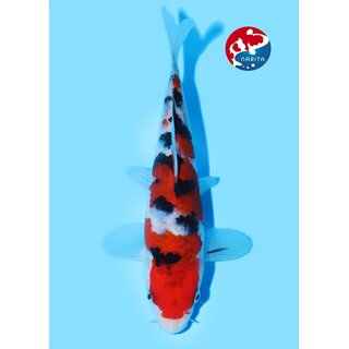 Beppu - Narita VHQ Showclass Sanke 24cm Gewinner AJYKS...