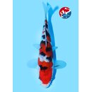 Beppu - Narita VHQ Showclass Sanke 24cm Gewinner AJYKS...
