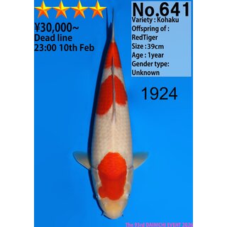 Dainichi VHQ Kohaku RedTiger 41cm aus AUKTION / Aufzucht...