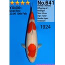 Dainichi VHQ Kohaku RedTiger 41cm aus AUKTION / Aufzucht...