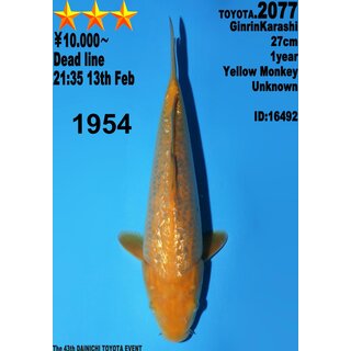 Dainichi Toyota High Quality Karashi Yellow Monkey 30cm...