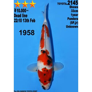 Dainichi Toyota High Quality Showa Pandora 34cm aus...