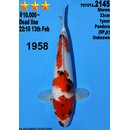 Dainichi Toyota High Quality Showa Pandora 34cm aus...