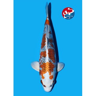 Omosako - Narita VHQ Showclass Kujaku 27cm Narita Koi Cup...