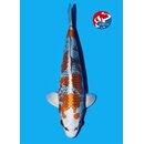 Omosako - Narita VHQ Showclass Kujaku 27cm Narita Koi Cup...