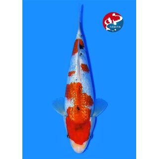 Taniguchi - Narita VHQ Showclass Ginrin Sanke 33cm Narita...