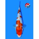 Taniguchi - Narita VHQ Showclass Ginrin Sanke 33cm Narita...