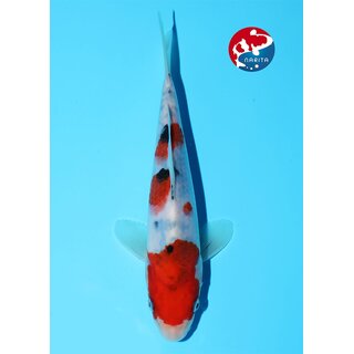 Kibi - Narita VHQ Showclass Sanke 22cm Narita Festa Tosai...