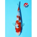 Kibi - Narita VHQ Showclass Sanke 22cm Narita Festa Tosai...