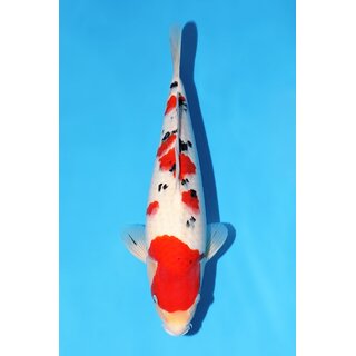 Momotaro VHQ / Showclass Sanke Tosai 42cm aus...