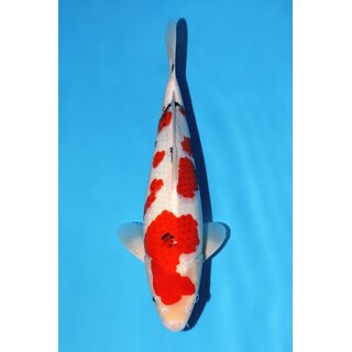 Momotaro VHQ / Showclass Sanke Tosai 46cm aus...