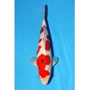 Momotaro VHQ / Showclass Sanke Tosai 46cm aus...