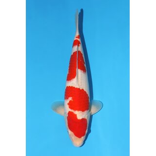 Momotaro VHQ / Showclass Kohaku Tosai 44cm aus...