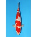 Momotaro VHQ / Showclass Kohaku Tosai 44cm aus...